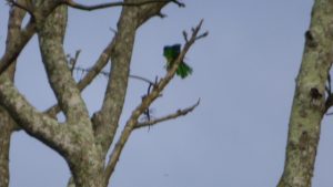 African Emeral Cuckoo - my mega zoom (2100) was still not sufficient to capture its beauty!