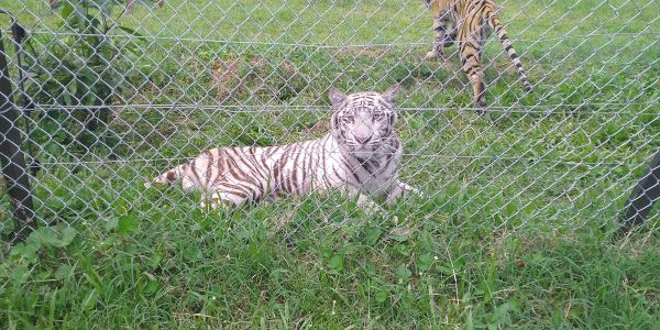 tigers at the entebbe zoo in Uganda