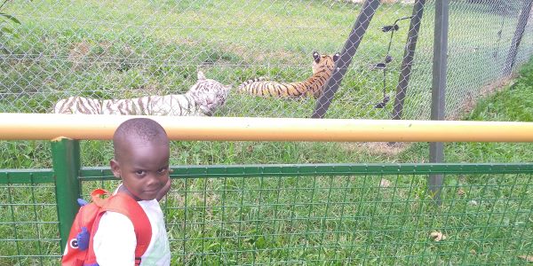 a child enjoys watching tigers for the first time at the Entebbe zoo in Uganda