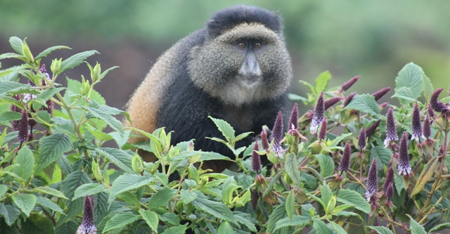 golden-monkey-volcanoes-rwanda