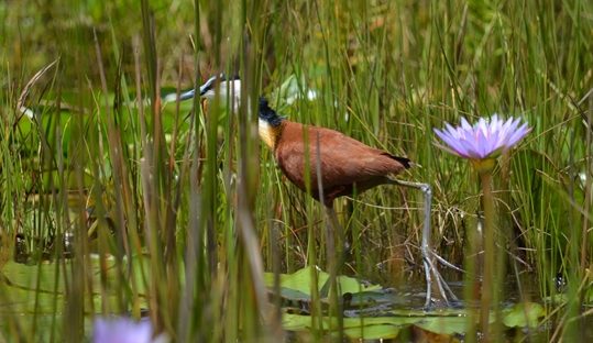 african jacana