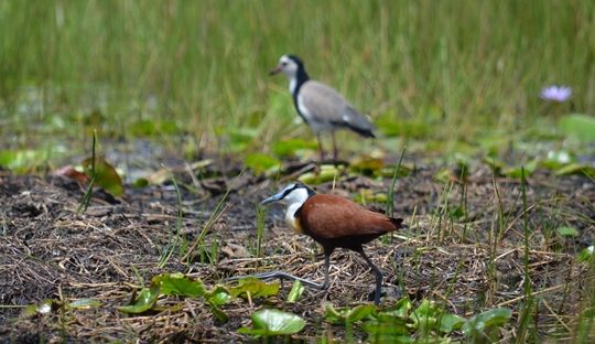 african jacana