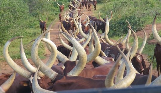 ankole cows