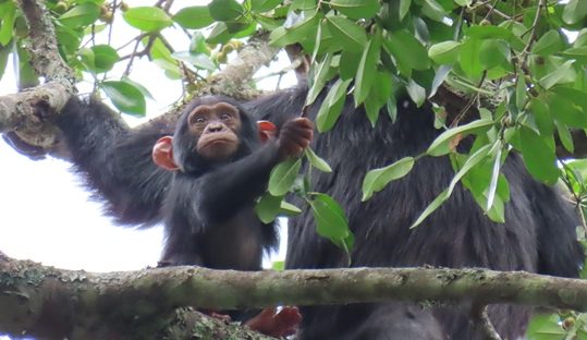 baby chimp kibale forest