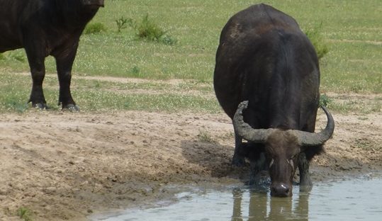 buffalo drinking water murchison falls park