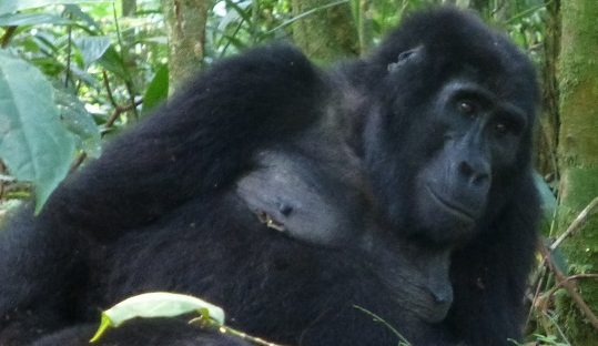 bwindi forest female gorilla