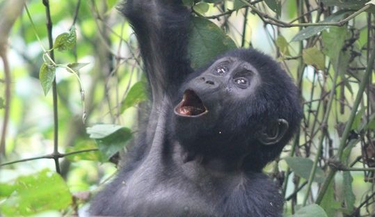 bwindi young gorilla