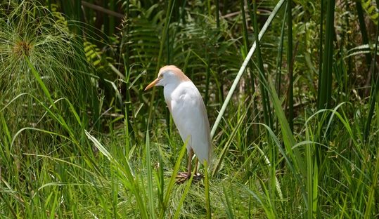 cattle egret