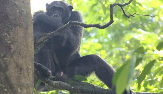 chimp budongo forest