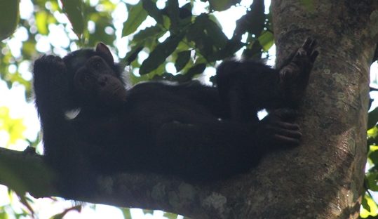 chimp chilling budongo forest