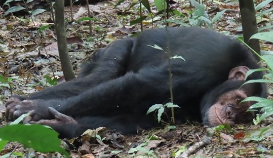 chimp sleeping in kibale forest