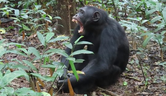 chimp yawning kibale forest