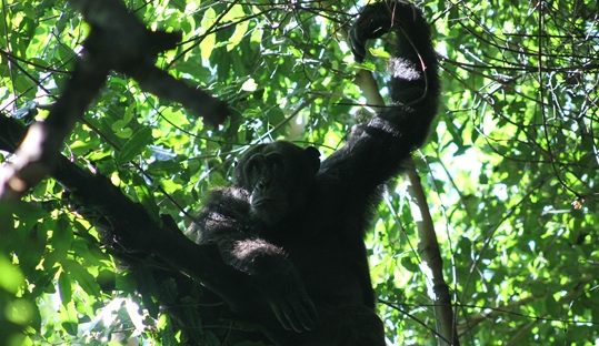 chimpanzee budongo forest