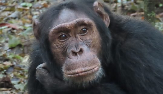 chimpanzee uganda