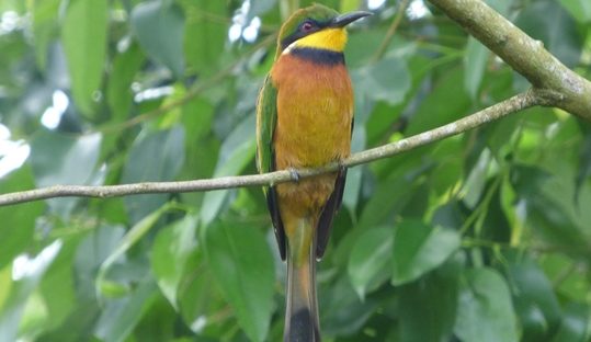 cinnamon-chested bee-eater in bwindi forest