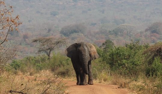 elephant akagera park