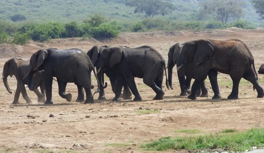 elephants at kazinga channel queen elizabeth park