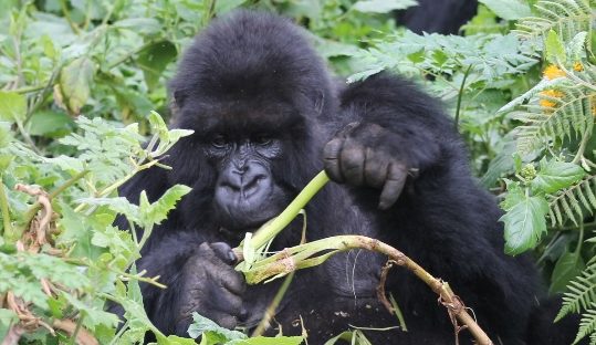 mountain gorilla