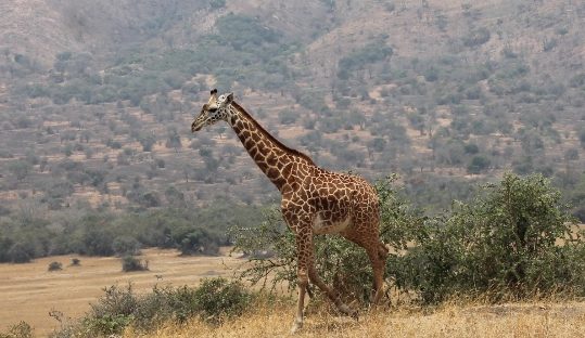 giraffe Akagera park