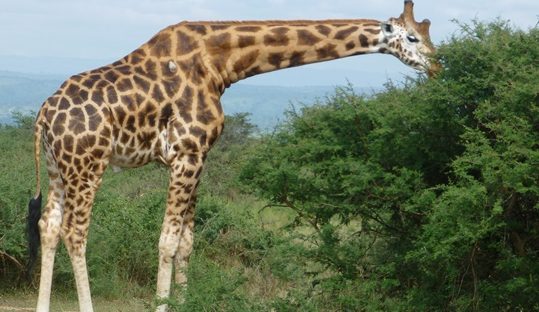 giraffe feeding murchison falls park