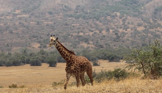 giraffe in akagera national park