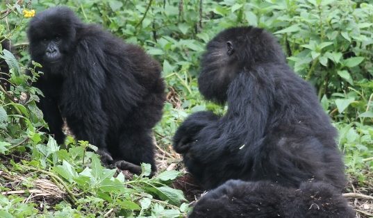 gorilla family in volcanoes park