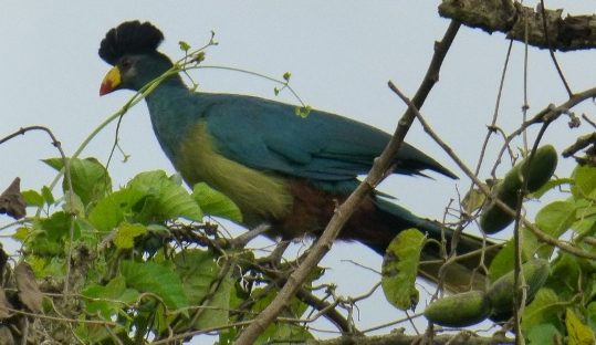 great blue turaco