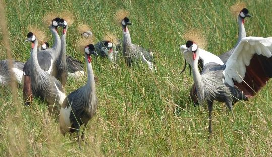 grey-crowned cranes uganda