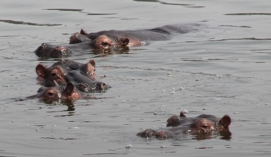 hippos in akagera park