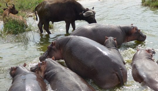 hippos in kazinga channel