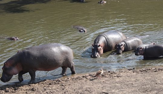 hippos in masai ara