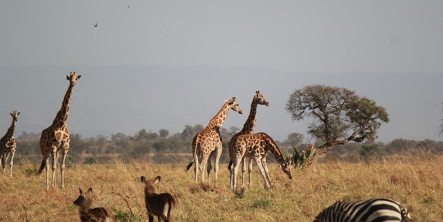 kidepo-national-park