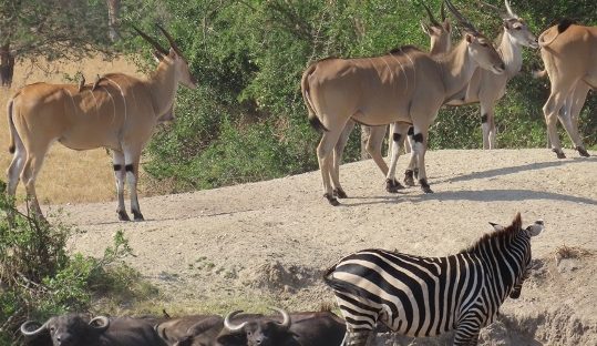 lake mburo park