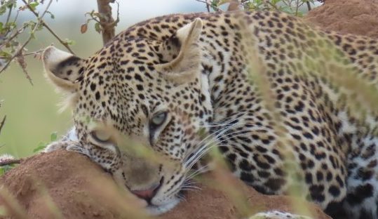 leopard in murchison falls park