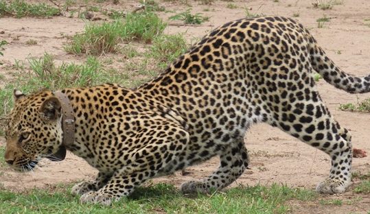 leopard queen elizabeth np