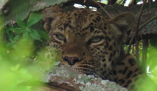 leopard queen elizabeth park