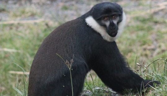 l'hoest's monkey nyungwe