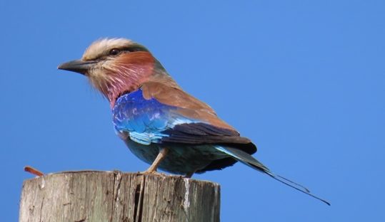 lillac-breasted roller rwanda