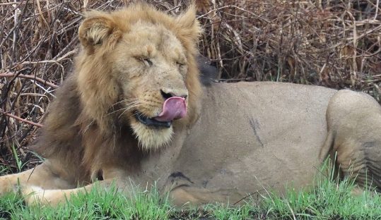 lion in queen elizabeth park