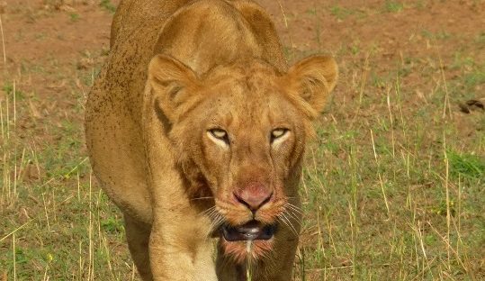 lioness murchison falls park