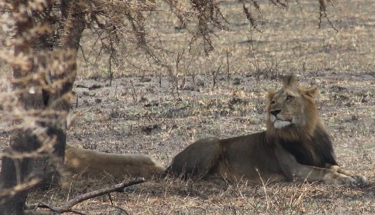 lions in akagera national park