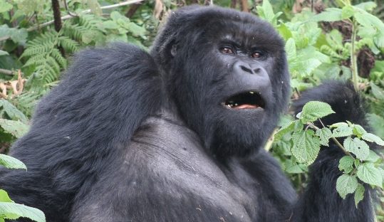 mountain gorilla rwanda