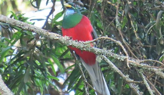 narina trogon