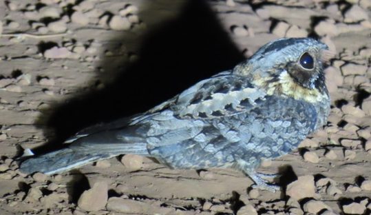 nightjar