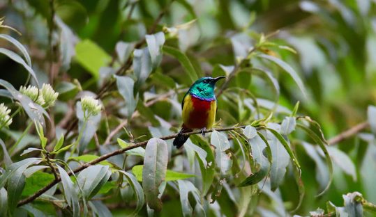 regal sunbird