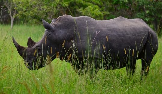 rhino in ziwa rhino sanctuary