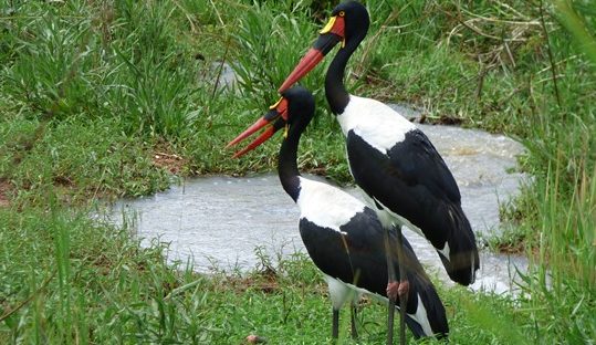 saddle-billed storks in murchison falls park