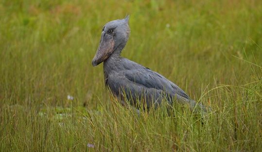 shoebill