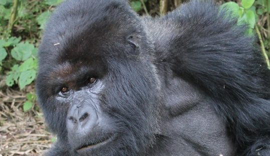 silverback gorilla volcanoes