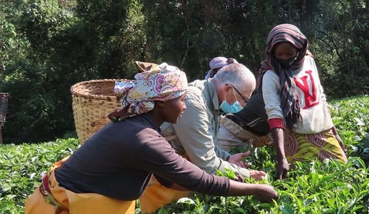 tea experience nyungwe forest